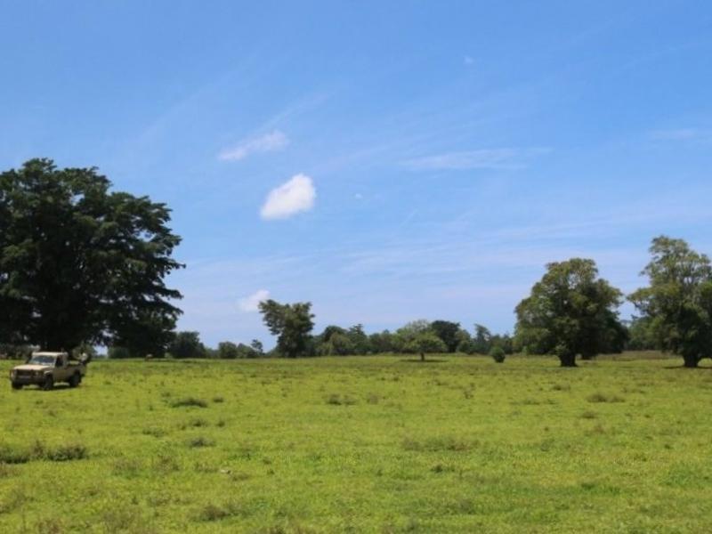 Cattle Farm - Scale, History & Opportunity in the Heart of Espiritu Santo, photo 2 of 12
