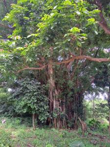 12 Belbarav Estate, Luganville, Espiritu Santo, Vanuatu        