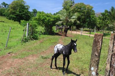 Leconte Plantation, Espiritu Santo, Vanuatu                                       